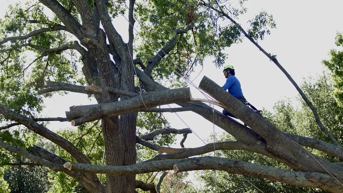 Professional Crown Thinning performed by certified arborists in San Augustine